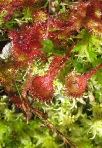 Balade nature « Raretés des tourbières du site Natura 2000 des Sommets orientaux de Margeride »