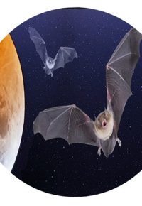 Nuit de la Chauve-souris, conférence et balade nocturne autour du monde de la nuit