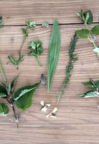 Cueillette et Cuisine de plantes sauvages