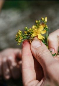 Les plantes ont elles un zizi ?