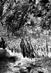 Le 1er Cercle des Esprits de la Nature