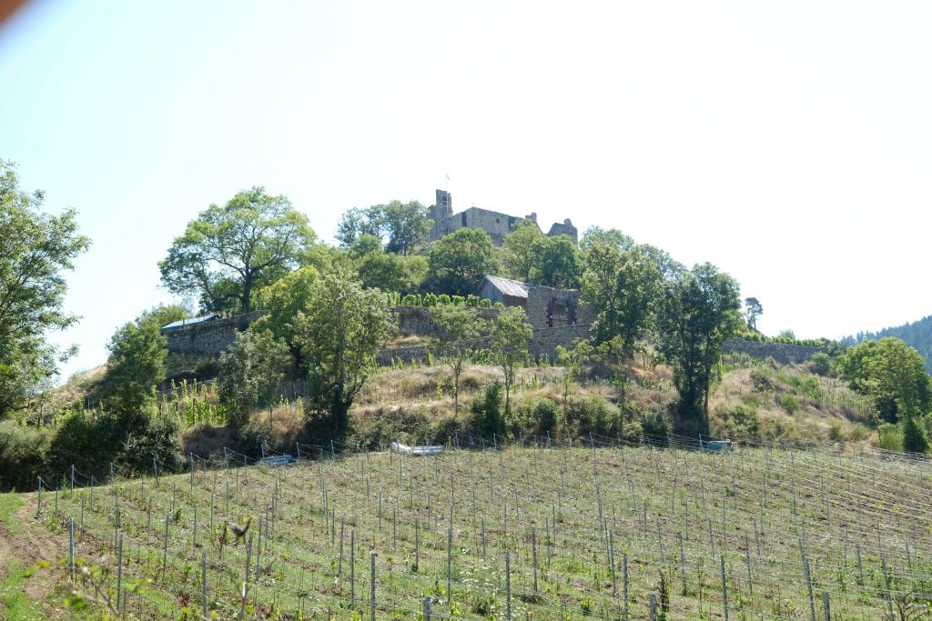 vignes au château de Belfort Goudet