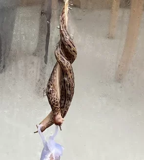 L’érotisme de la limace