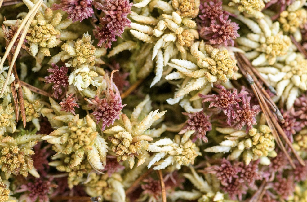 header couverture du magazine strada n 70 automne 2025