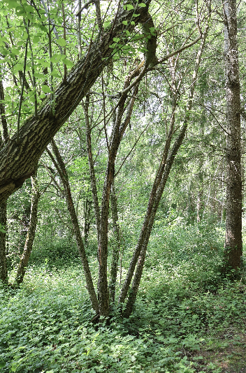 effet de la lumière sur la végétalisation du sol de la forêt