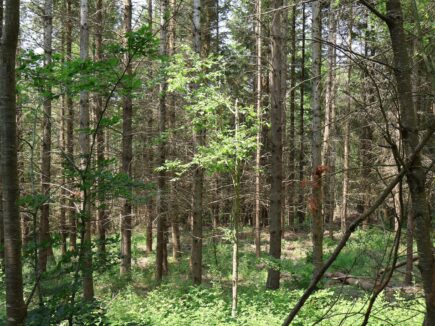 Ils sauvent une forêt                       en Haute-Loire