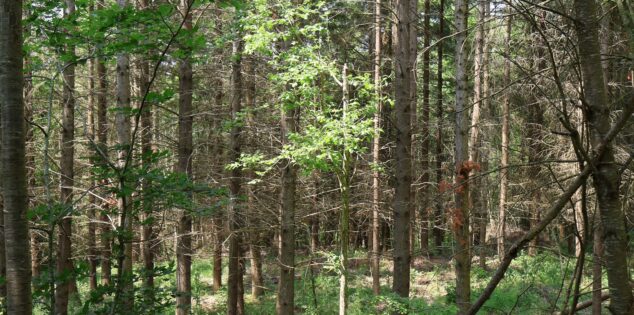Ils sauvent une forêt                       en Haute-Loire