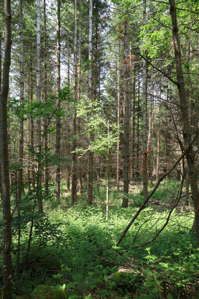 Forêts en résilience après 2