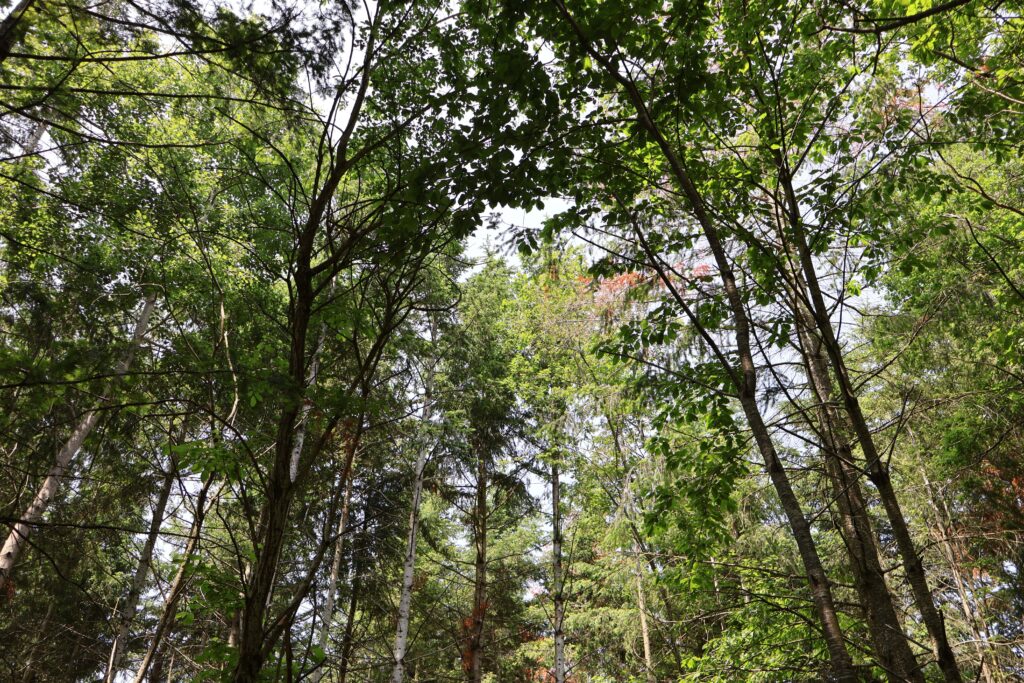 Forets des sucs haute loire