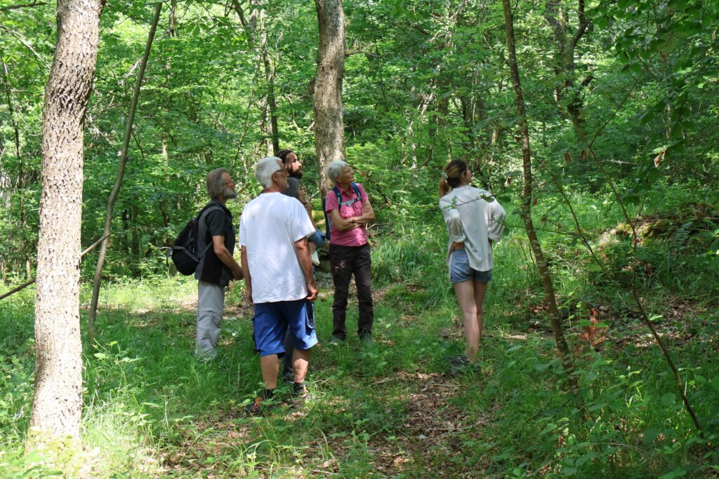 forêt en haute-loire