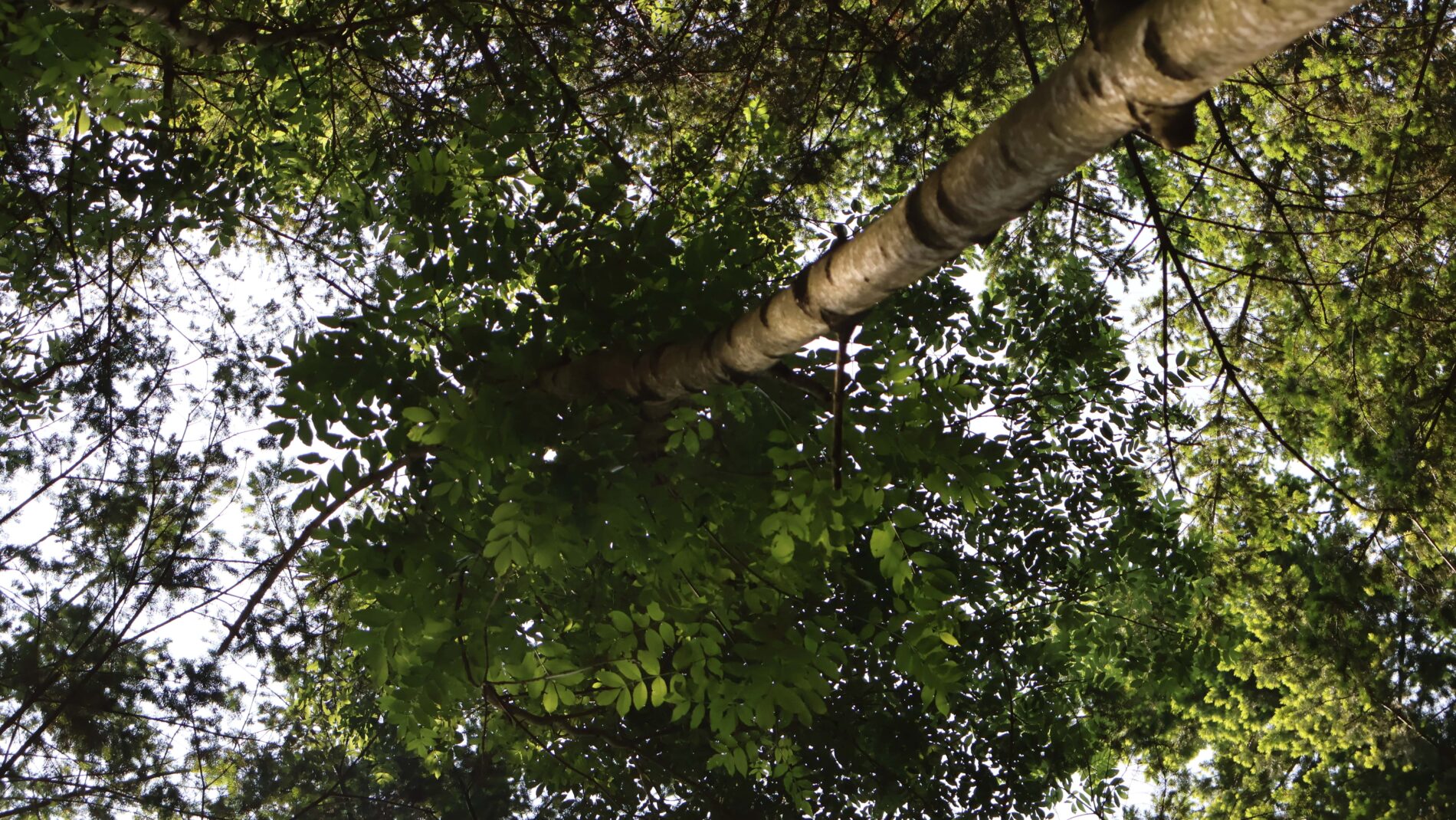 forets des sucs haute loire