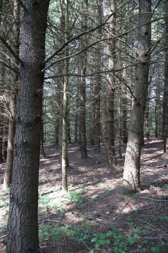 fôrets en résilience avant