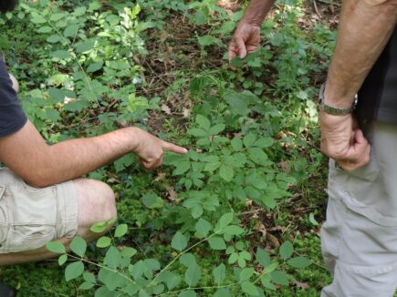 Une sylviculture douce            en haute-loire