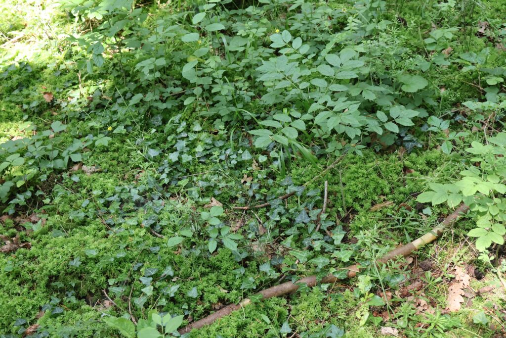 sol forêt durable en haute-Loire
