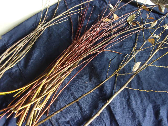 saule marsault sans feuille