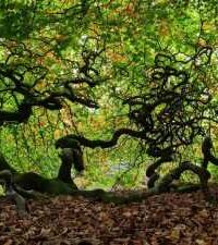 Conférence « Vous avez dit Biz’arbres ? »