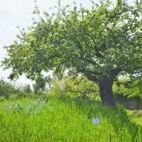 Atelier « Greffe en fente et en couronne pour fruitiers »