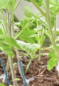 Les rendez-vous « Jardins tournants » avec Et pourquoi pas : greffe de tomates et chantier patates