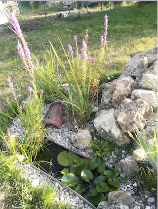 plante mare de jardin