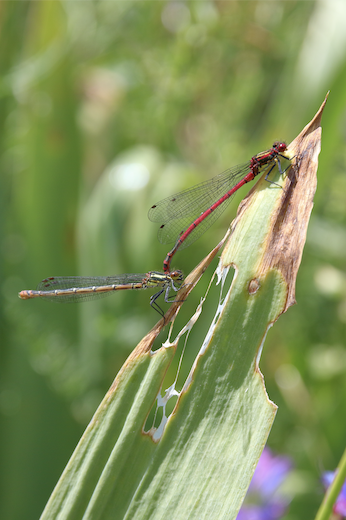 biodiversité faune et flore