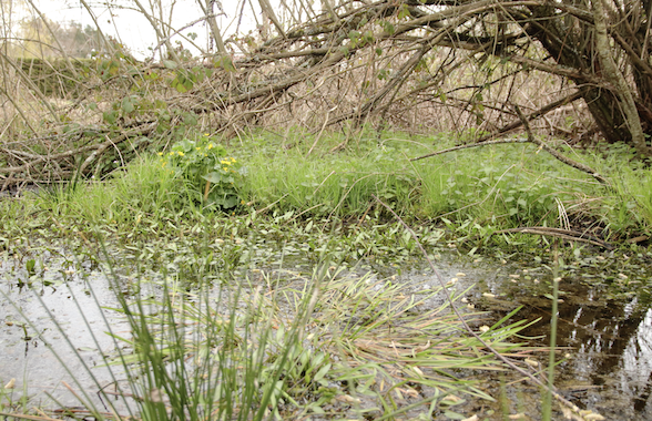 mare dans son jardin