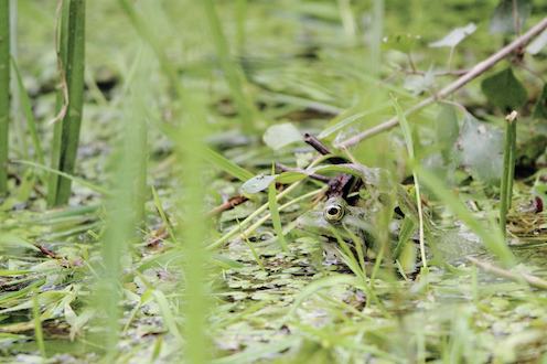 grenouille mare