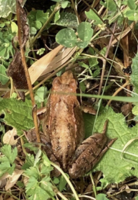 Inventaire participatif Amphibiens et Reptiles sur les communes du Chambon-sur-Lignon et de Chenereilles