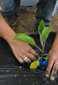Visite du jardin potager de l’association Au Fil de l’eau – jardin de Cocagne