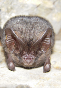 QUE SONT LES CHAUVES SOURIS  ?