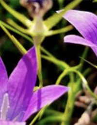 « Goûter le paysage » : découverte des plantes sauvages et dégustation
